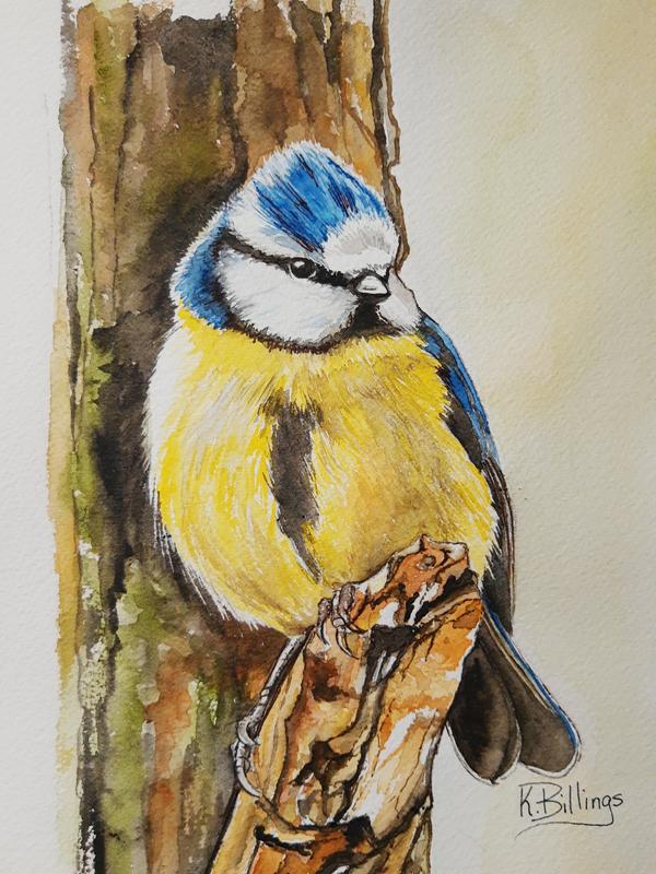 Blue Tit