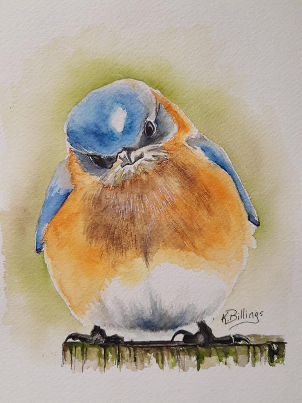 Fat Little Bluebird