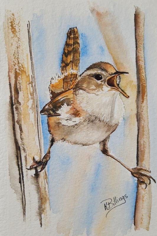 Marsh wren between branches
